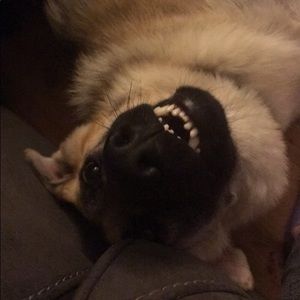 Meet your Posher, Morgan